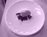 Schnappsch�sse
