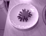 Schnappsch�sse